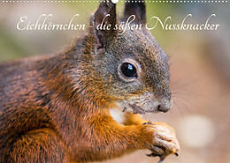 Kalender Eichhörnchen - die süßen Nussknacker (Wandkalender 2023 DIN A2 quer) von Alena Holtz