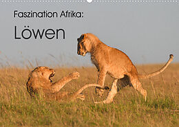 Kalender Faszination Afrika: Löwen (Wandkalender 2023 DIN A2 quer) von Elmar Weiss