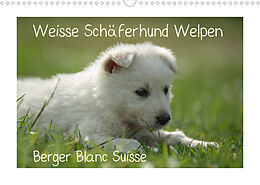 Kalender Weisse Schäferhund Welpen - Berger Blanc Suisse (Wandkalender 2023 DIN A3 quer) von Tanja Riedel