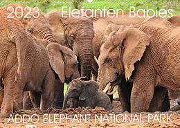 Kalender ADDO ELEPHANT NATIONAL PARK Elefanten Babies (Wandkalender 2023 DIN A2 quer) von Barbara Fraatz