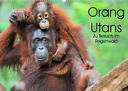 Kalender Orang Utans: Zu Besuch im Regenwald (Wandkalender 2023 DIN A2 quer) von Elmar Weiss