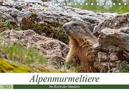 Kalender Alpenmurmeltiere - Im Reich der Mankeis (Tischkalender 2023 DIN A5 quer) von Ursula Di Chito