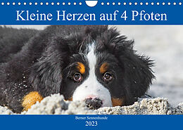 Kalender Kleine Herzen auf 4 Pfoten - Berner Sennenhunde (Wandkalender 2023 DIN A4 quer) von Sigrid Starick