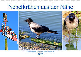 Kalender Nebelkrähen aus der Nähe - Faszinierende Vögel am Kurischen Haff (Wandkalender 2023 DIN A2 quer) von Henning von Löwis of Menar