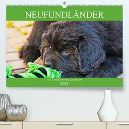 Kalender Neufundländer - Alle fangen mal klein an (Premium, hochwertiger DIN A2 Wandkalender 2023, Kunstdruck in Hochglanz) von Sigrid Starick