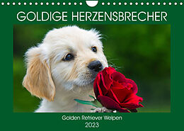 Kalender Goldige Herzensbrecher - Golden Retriever Welpen (Wandkalender 2023 DIN A4 quer) von Sigrid Starick