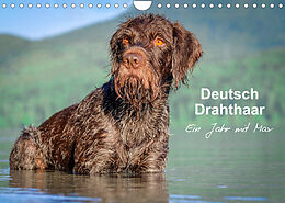 Kalender Deutsch Drahthaar - Ein Jahr mit Max (Wandkalender 2023 DIN A4 quer) von Wuffclick-pic