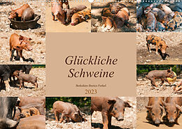 Kalender Glückliche Schweine Berkshire-Iberico Ferkel (Wandkalender 2023 DIN A2 quer) von Meike Bölts