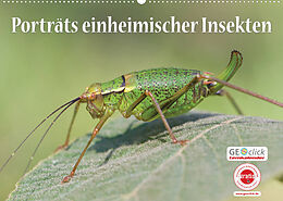 Kalender GEOclick Lernkalender: Porträts einheimischer Insekten (Wandkalender 2023 DIN A2 quer) von Klaus Feske /GEOclick