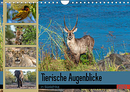 Kalender Tierische Augenblicke in Südafrika (Wandkalender 2023 DIN A4 quer) von Norbert W. Saul