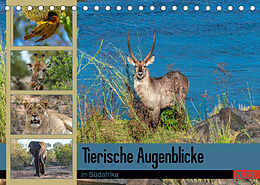 Kalender Tierische Augenblicke in Südafrika (Tischkalender 2023 DIN A5 quer) von Norbert W. Saul