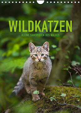 Kalender Wildkatzen - Kleine Samtpfoten des Waldes (Wandkalender 2023 DIN A4 hoch) von Christina Krutz