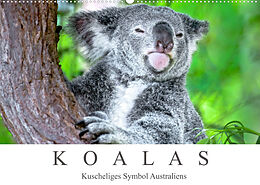 Kalender Koalas - Kuscheliges Symbol Australiens (Wandkalender 2023 DIN A2 quer) von Dieter Meyer