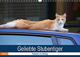 Kalender Geliebte Stubentiger - Katzen im Alltag (Wandkalender 2023 DIN A3 quer) von Thomas Bartruff