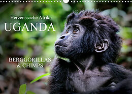 Kalender UGANDA - Berggorillas &amp; Chimps (Wandkalender 2023 DIN A3 quer) von Wibke Woyke