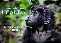 Kalender UGANDA - Berggorillas &amp; Chimps (Wandkalender 2023 DIN A2 quer) von Wibke Woyke