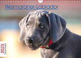 Kalender Weimaraner-Labrador (Wandkalender 2023 DIN A4 quer) von Tanja Riedel