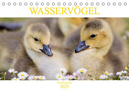 Kalender Wasservögel - Kanadagänse (Tischkalender 2023 DIN A5 quer) von pixs:sell