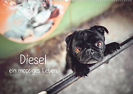 Kalender Diesel - ein mopsiges Leben (Wandkalender 2023 DIN A2 quer) von Sabrina Wobith Photography - FotosVonMaja