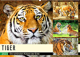 Kalender Tiger. Die schönsten Katzen der Erde (Wandkalender 2023 DIN A2 quer) von Rose Hurley