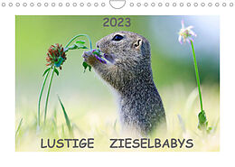 Kalender Lustige Zieselbabys (Wandkalender 2023 DIN A4 quer) von Werner Lang