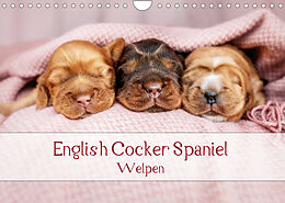 Kalender English Cocker Spaniel Welpen (Wandkalender 2023 DIN A4 quer) von Sabrina Wobith Photography - FotosVonMaja
