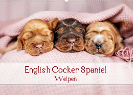 Kalender English Cocker Spaniel Welpen (Wandkalender 2023 DIN A2 quer) von Sabrina Wobith Photography - FotosVonMaja