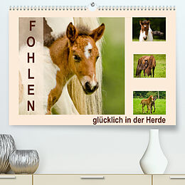 Kalender Fohlen, glücklich in der Herde (Premium, hochwertiger DIN A2 Wandkalender 2023, Kunstdruck in Hochglanz) von Brinja Schmidt