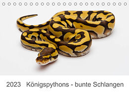 Kalender Königspythons - bunte Schlangen (Tischkalender 2023 DIN A5 quer) von Werner Lang