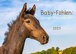 Kalender Baby-Fohlen: sonnige Impressionen (Wandkalender 2023 DIN A2 quer) von Margret v Conta