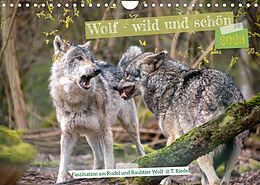 Kalender Wolf - wild und schön (Wandkalender 2023 DIN A4 quer) von Tanja Riedel