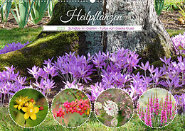 Kalender Heilpflanzen - Schätze im Garten (Wandkalender 2023 DIN A2 quer) von Gisela Kruse
