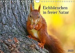 Kalender Eichhörnchen in freier Natur (Wandkalender 2023 DIN A4 quer) von SchnelleWelten