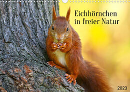 Kalender Eichhörnchen in freier Natur (Wandkalender 2023 DIN A3 quer) von SchnelleWelten
