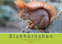 Kalender Eichhörnchen - Kleine Kobolde im Roten Pelz (Wandkalender 2023 DIN A2 quer) von Margret Brackhan