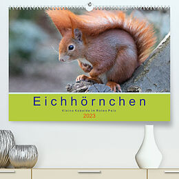 Kalender Eichhörnchen - Kleine Kobolde im Roten Pelz (Premium, hochwertiger DIN A2 Wandkalender 2023, Kunstdruck in Hochglanz) von Margret Brackhan