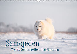Kalender Samojeden - Liebenswerte Fellkugeln (Wandkalender 2023 DIN A3 quer) von Annett Mirsberger