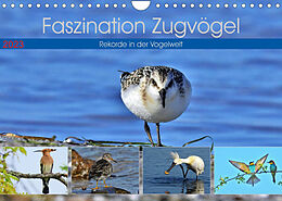 Kalender Faszination Zugvögel - Rekorde in der Vogelwelt (Wandkalender 2023 DIN A4 quer) von René Schaack