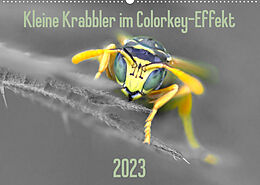 Kalender Kleine Krabbler im Colorkey-Effekt (Wandkalender 2023 DIN A2 quer) von Dany´s Blickwinkel