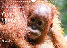 Kalender Die letzten freilebenden Orang Utans (Wandkalender 2023 DIN A4 quer) von photografie-iam.ch
