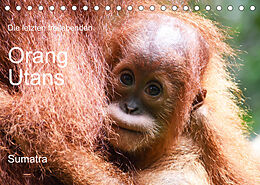 Kalender Die letzten freilebenden Orang Utans (Tischkalender 2023 DIN A5 quer) von photografie-iam.ch
