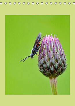 Kalender Insekten in ihrer Welt (Tischkalender 2023 DIN A5 hoch) von C. Stenner