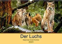 Kalender Der Luchs - Begegnungen mit einer Raubkatze (Wandkalender 2023 DIN A3 quer) von Ralf Metzger