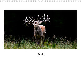 Kalender Faszination Hirschbrunft (Wandkalender 2023 DIN A3 quer) von Daniela Fett