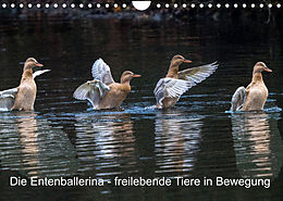 Kalender Die Entenballerina - freilebende Tiere in Bewegung (Wandkalender 2023 DIN A4 quer) von Bruno Pohl