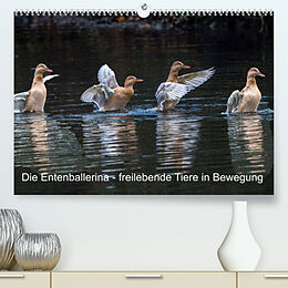 Kalender Die Entenballerina - freilebende Tiere in Bewegung (Premium, hochwertiger DIN A2 Wandkalender 2023, Kunstdruck in Hochglanz) von Bruno Pohl
