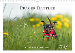 Kalender Prager Rattler - Black and Tan - Kleine Hunde ganz groß (Wandkalender 2023 DIN A3 quer) von Julo - Seelenbilder