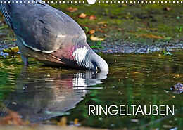 Kalender Ringeltauben (Wandkalender 2023 DIN A3 quer) von Anette Jäger