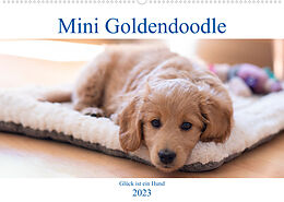 Kalender Mini Goldendoodle - Glück ist ein Hund (Wandkalender 2023 DIN A2 quer) von Stephan Schulz