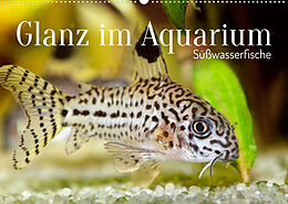 Kalender Glanz im Aquarium: Süßwasserfische (Wandkalender 2023 DIN A2 quer) von CALVENDO
